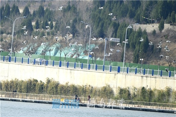 3月4日,在濟南龍鼎大道附近的鳳凰湖(孟家水庫),數十隻海鷗在水面上