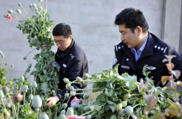 农民|中国这批农民，有武警24小时持枪保护，种的东西不愁卖不出去