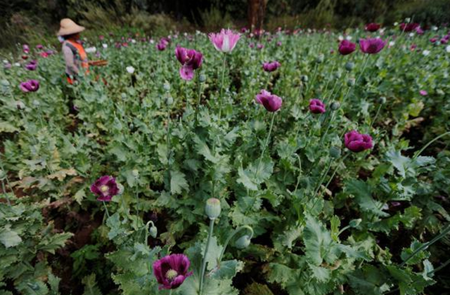 农民|中国这批农民，有武警24小时持枪保护，种的东西不愁卖不出去