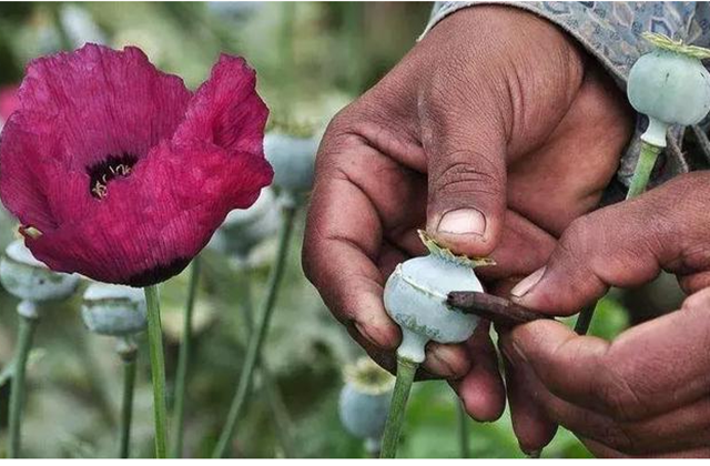 农民|中国这批农民，有武警24小时持枪保护，种的东西不愁卖不出去