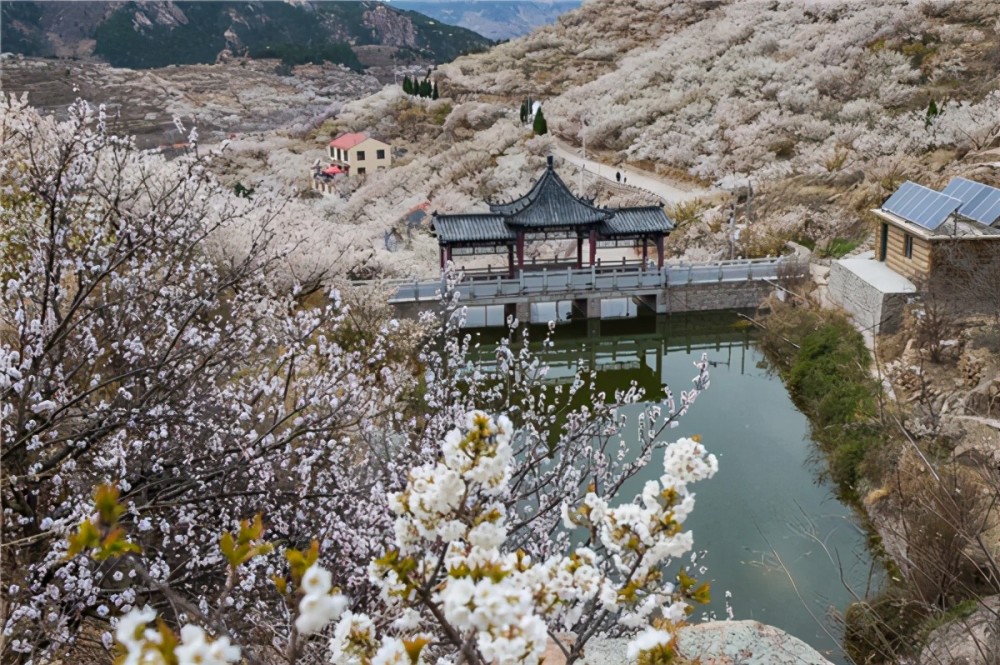 三月踏着春风相约青岛北宅