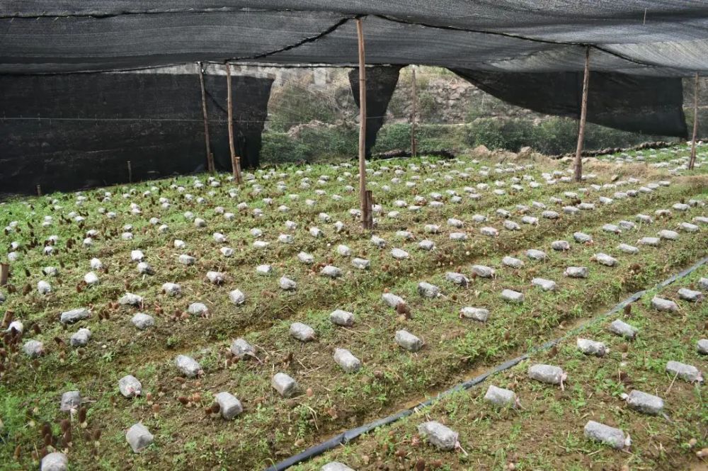 萬物復甦,走進拉烏鄉拉烏村藤子地小組羊肚菌種植基地,一排排大棚映入