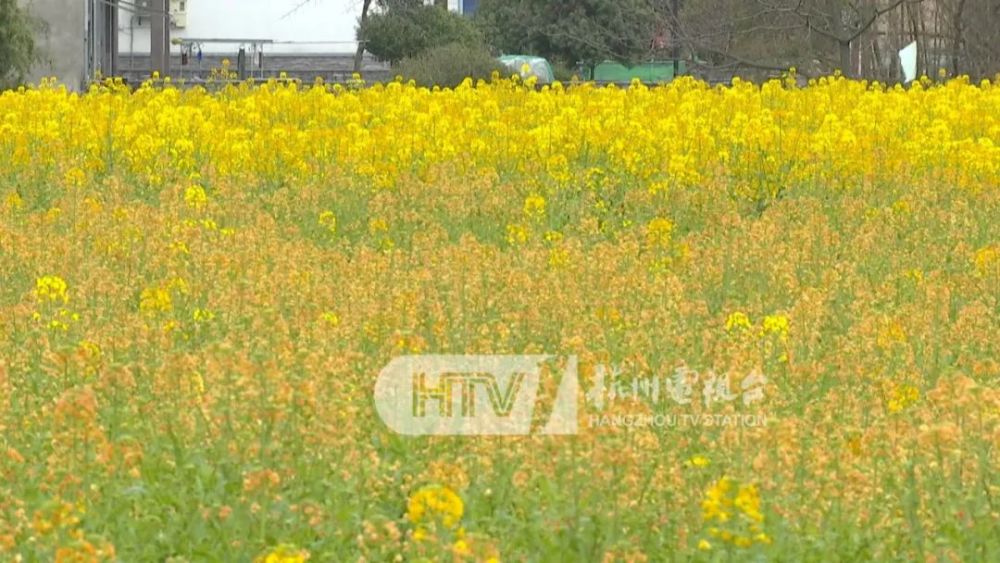 惊艳七彩油菜花田100多亩就在杭州这里