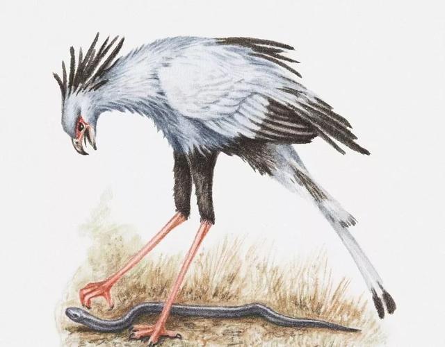 蛇类最大的天敌是什么动物为什么