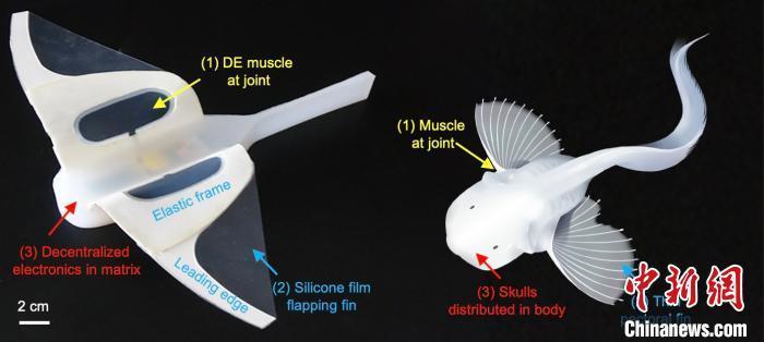 软体机器人|中国团队完成软体机器人万米深海操控及自主游动实验