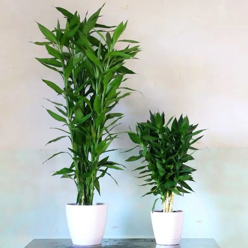 三月家里养富贵竹,做好这5件事,叶子不发黄,不干尖,越养越精神!