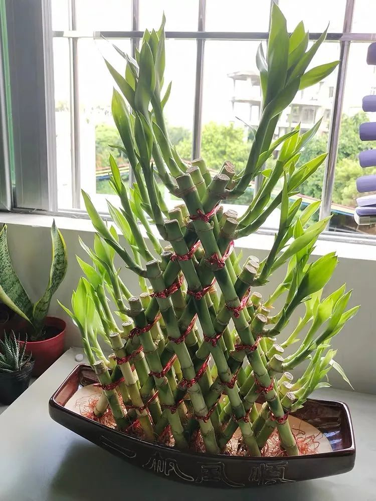 4,注意通风和修剪富贵竹喜欢通风良好的生长环境,若长期将其养护在