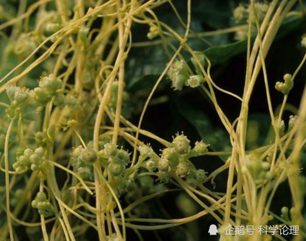 地球|地球上不止人类会说话，植物也可以言语交流？真相跌破眼镜