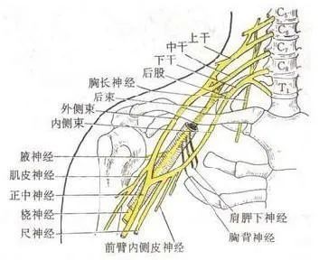 臂丛神经的组成 位置和分支 腾讯新闻