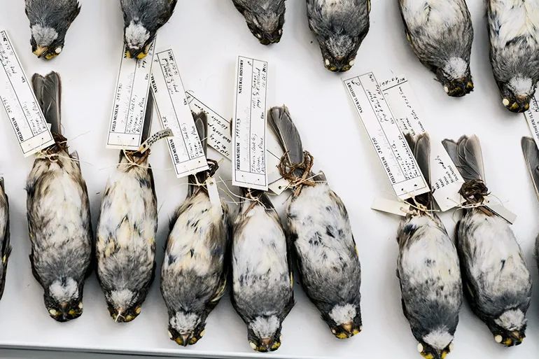 照明|没想到，居然这么多动物被“亮”死了……