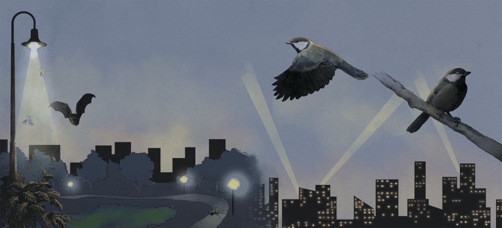 照明|没想到，居然这么多动物被“亮”死了……