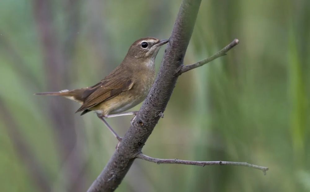 照明|没想到，居然这么多动物被“亮”死了……