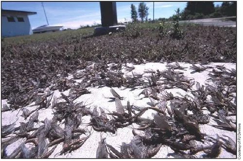 照明|没想到，居然这么多动物被“亮”死了……