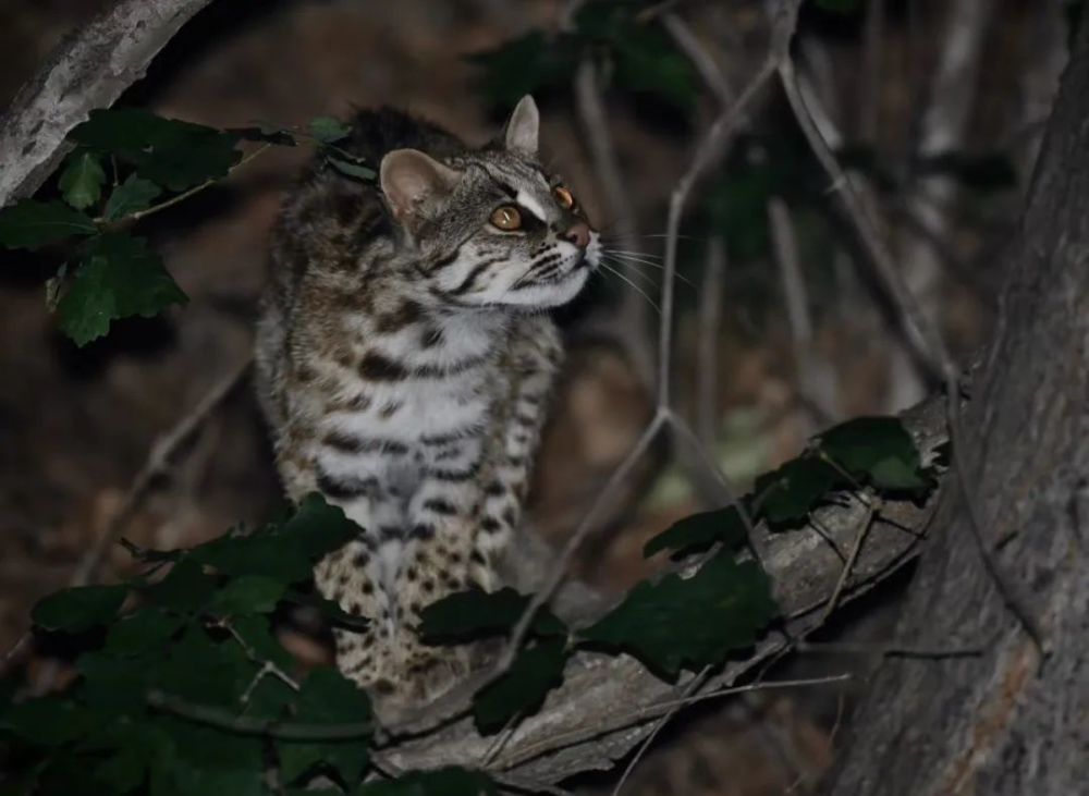 照明|没想到，居然这么多动物被“亮”死了……