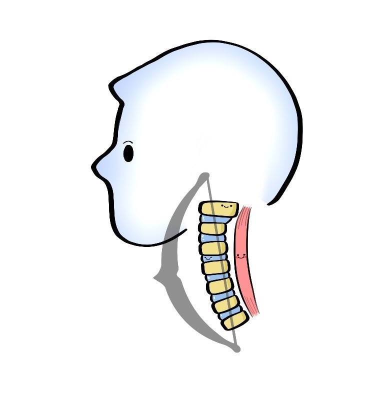 颈椎|体检查出“颈椎曲度变直”是什么意思？是手机玩太多的锅吗？