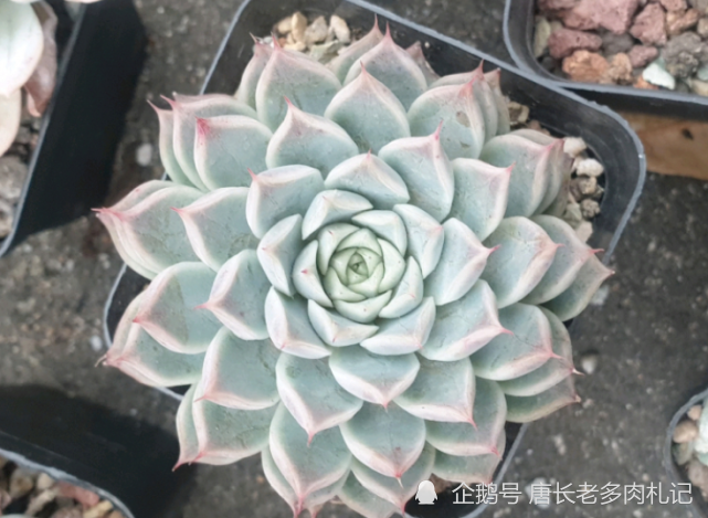 叠叶多肉非常有特色 是否想买一棵 建议你先了解它的来历再入手 多肉 唐长老 茜之塔