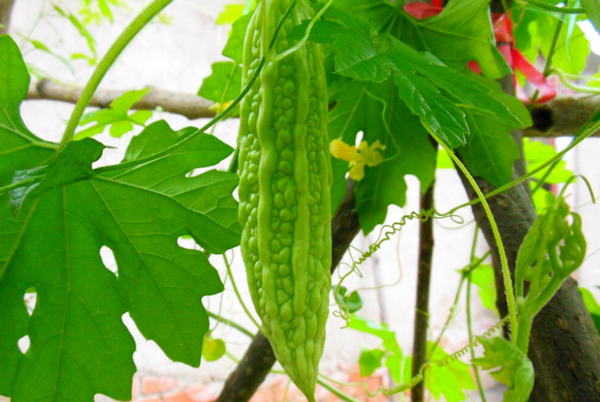 蔬菜|消化科医生告诫：5种蔬菜经常吃，胃迟早“伤痕累累”