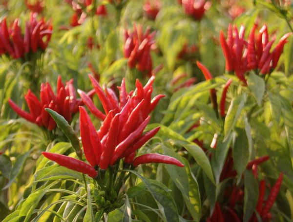 蔬菜|消化科医生告诫：5种蔬菜经常吃，胃迟早“伤痕累累”