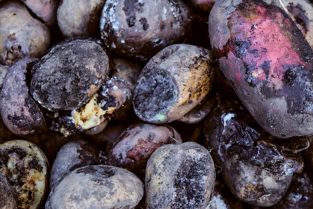 蔬菜|消化科医生告诫：5种蔬菜经常吃，胃迟早“伤痕累累”