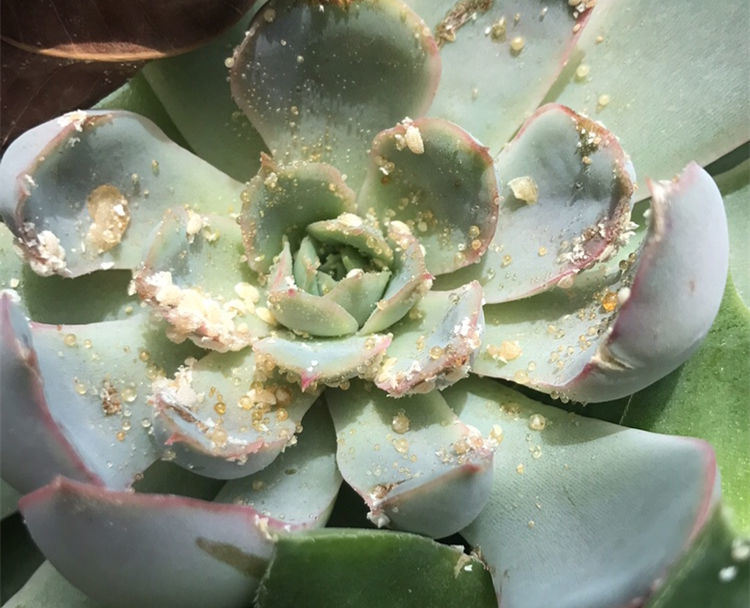 介壳虫|养花常见介壳虫、蚜虫、白粉虱，1个简单方法，不用农药也可清除