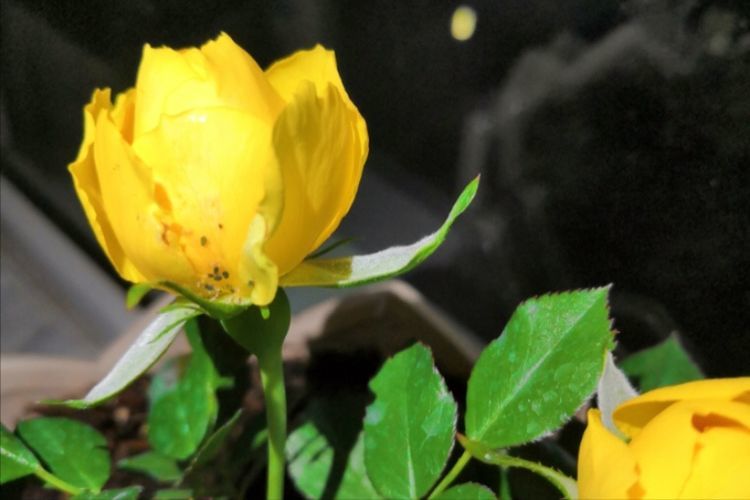 介壳虫|养花常见介壳虫、蚜虫、白粉虱，1个简单方法，不用农药也可清除