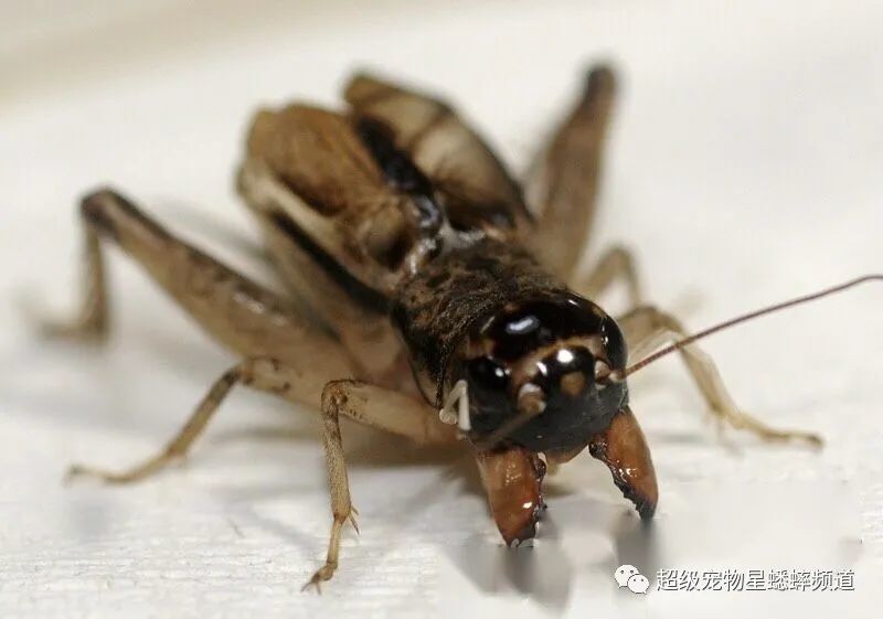 注意,灌浆过程很重要,是蟋蟀从稚嫩走向成熟走向壮大的过程,在这个