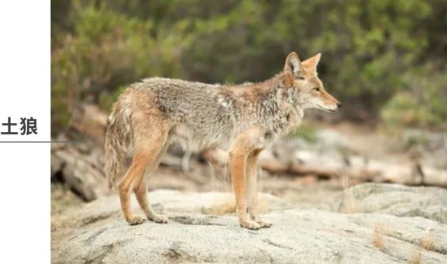 萨满力量动物详解土狼螃蟹