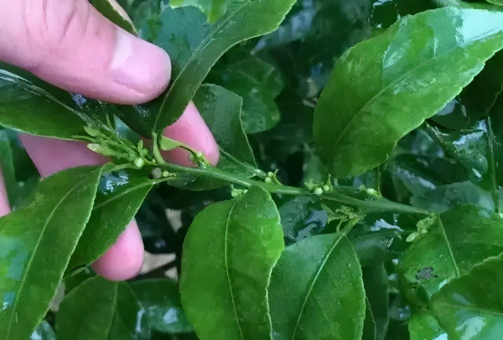 柑橘|柑橘花期遇上雨水多，落花落果多，果农如何管理？