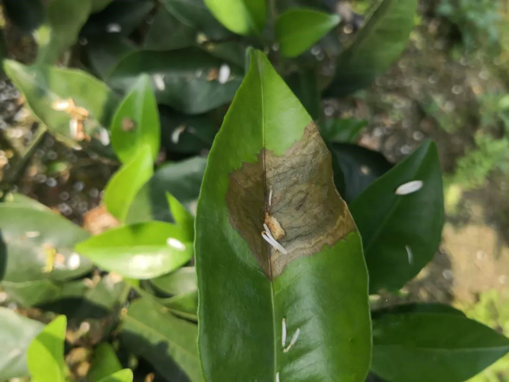 柑橘|柑橘花期遇上雨水多，落花落果多，果农如何管理？