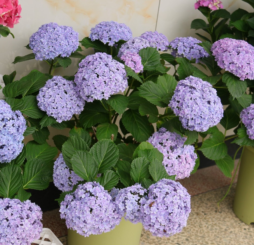 花手鞠绣球里的战斗机超大花球绚丽耀眼花期跨三季