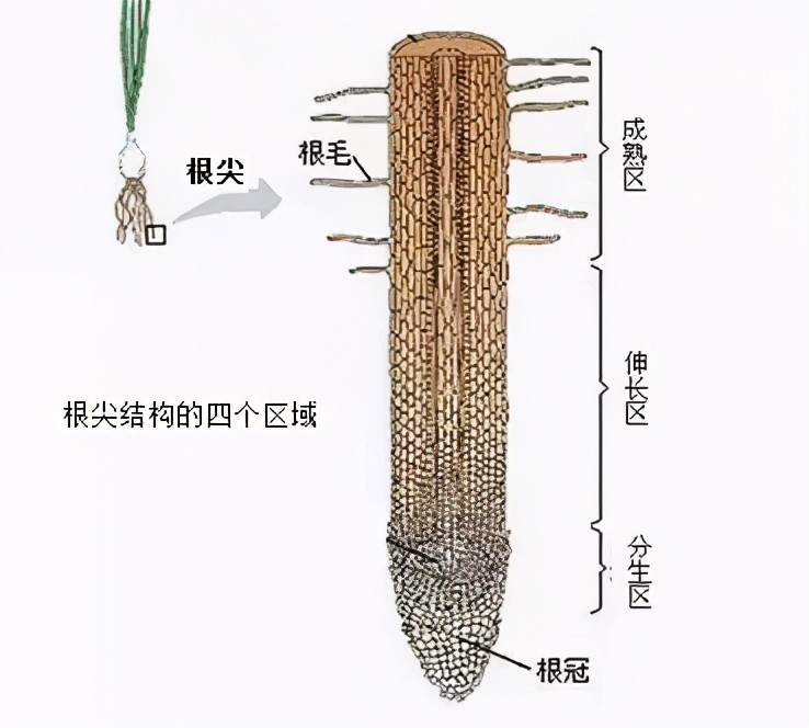 补钙|果树什么时候补钙才最省钱？你真的知道吗？