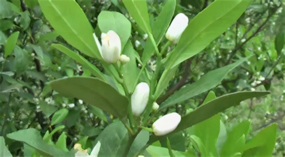 补钙|果树什么时候补钙才最省钱？你真的知道吗？