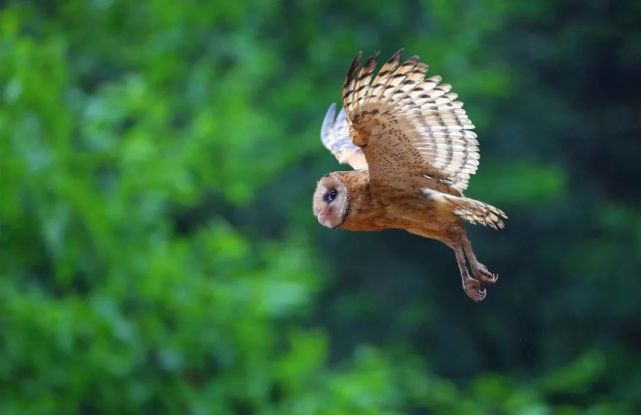 这只"萌鸟"长着猴子脸!