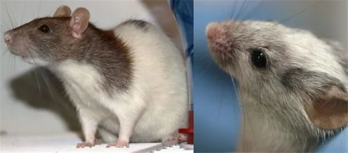 麦康诺|“吃掉你，我就继承你的记忆”？记忆转移实验是造假还是奇迹？