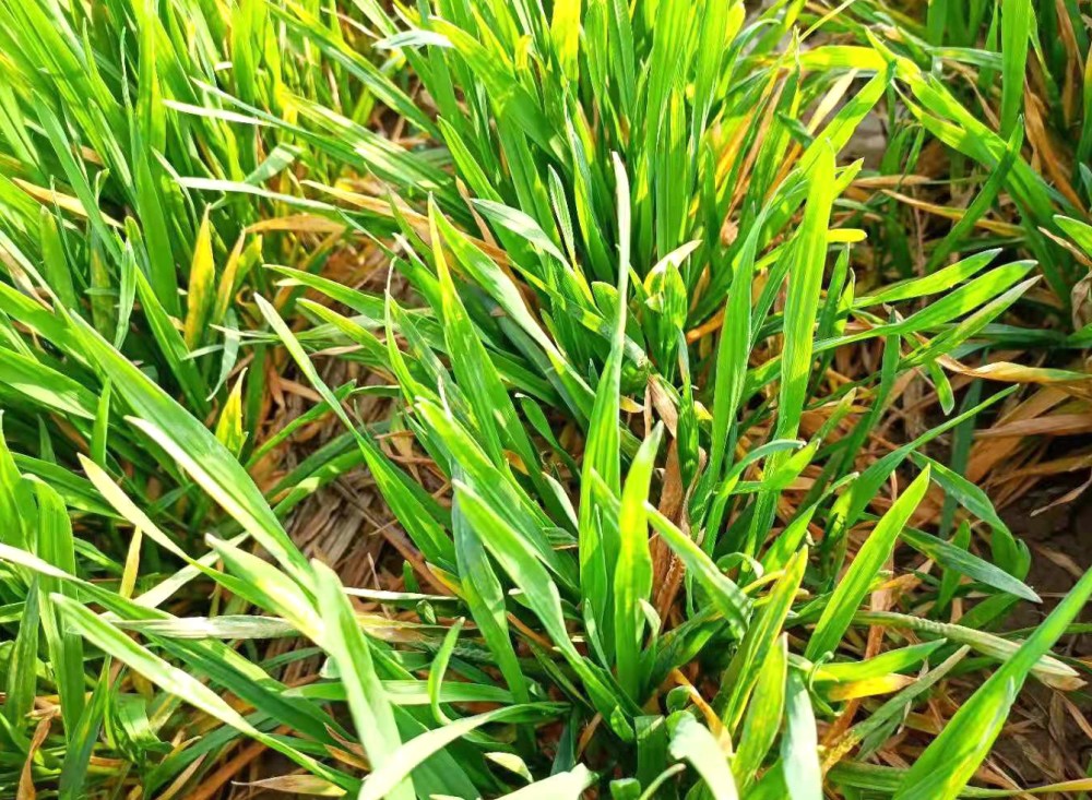 小麥春季除草打除草劑不宜晚於3月15號啥原因