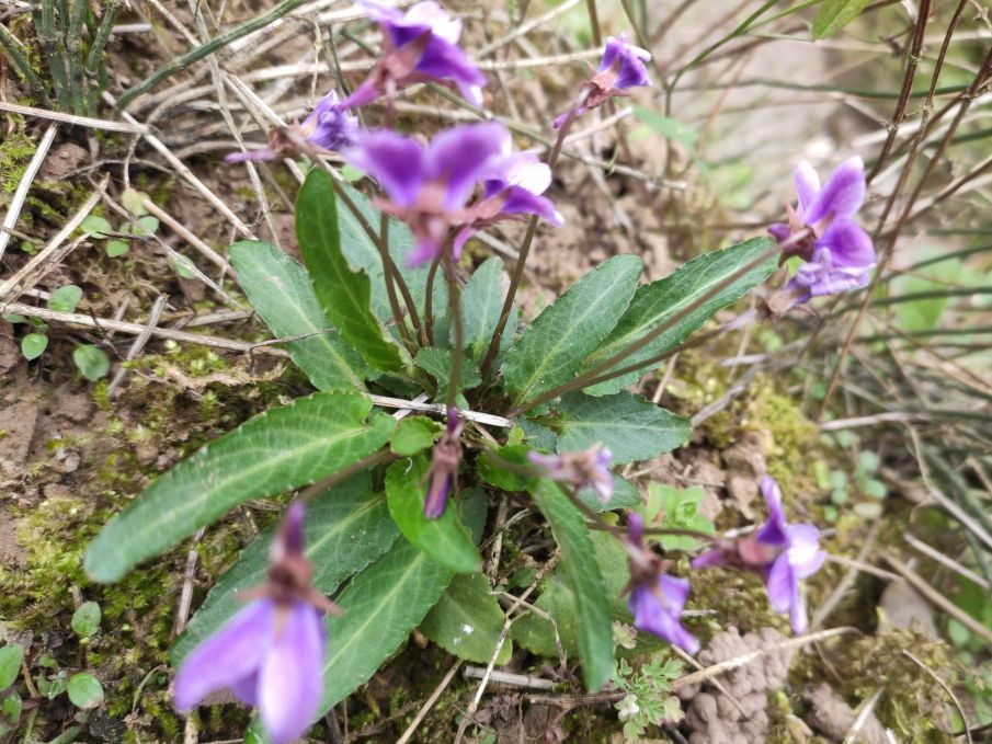 农村常见铧头草叶片尖尖像犁铧可做野菜可入药不要小看它