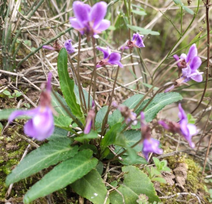 农村常见铧头草叶片尖尖像犁铧可做野菜可入药不要小看它