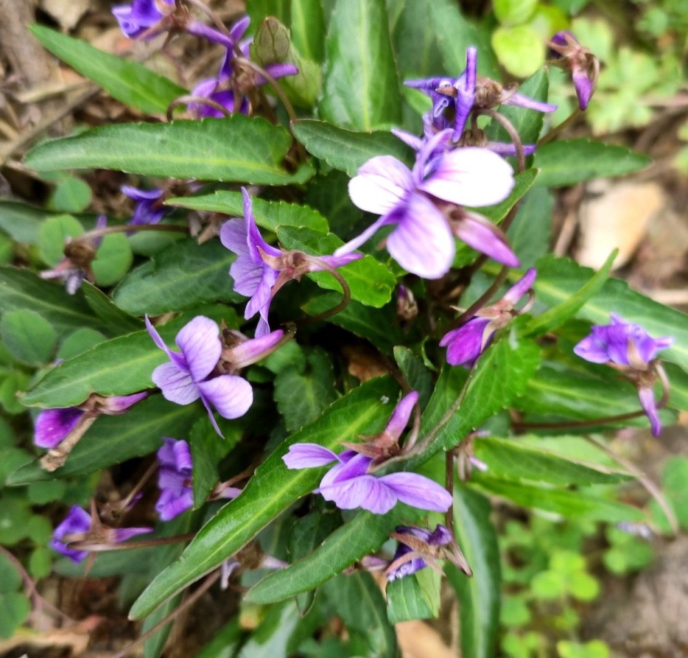 植物篇:(铧头草(中药材植物)) - 求真百科