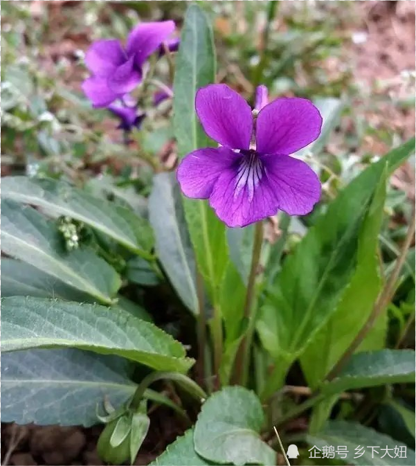 农村常见铧头草 叶片尖尖像犁铧 可做野菜可入药 不要小看它 腾讯新闻