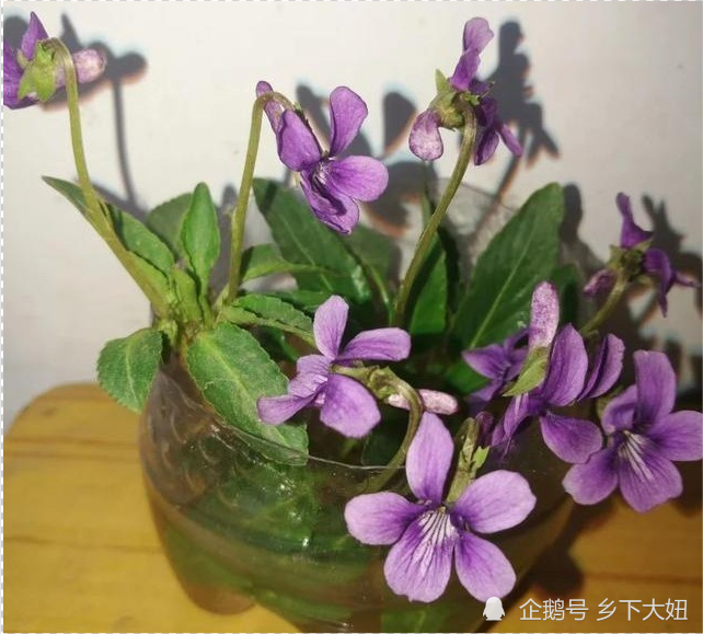 农村常见铧头草 叶片尖尖像犁铧 可做野菜可入药 不要小看它 腾讯新闻