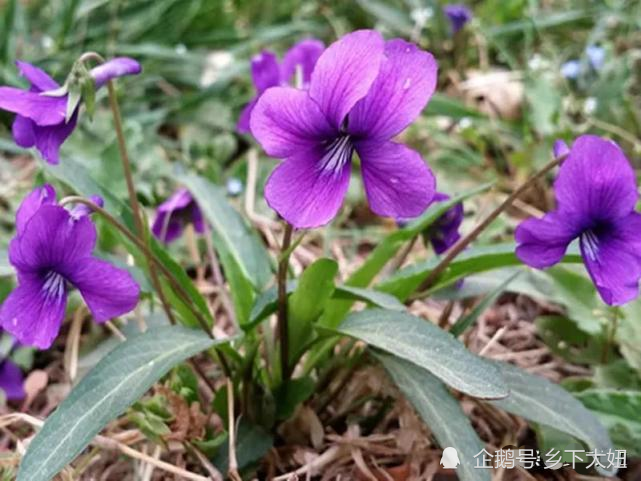 農村常見鏵頭草,葉片尖尖像犁鏵,可做野菜可入藥,不要小看它