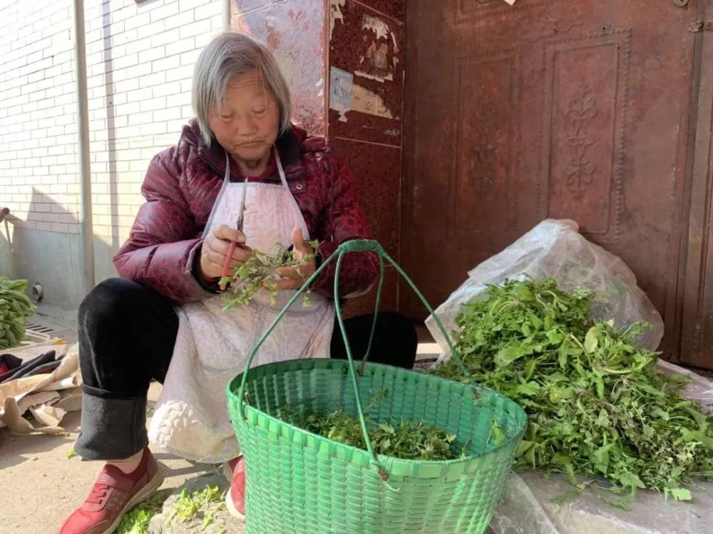 野菜|春季的这些野菜，你都尝过吗？