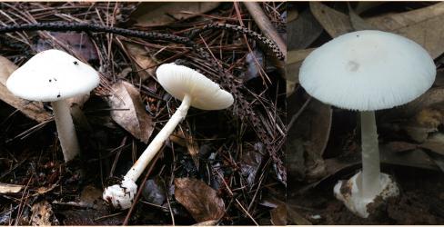 蘑菇|警惕！野生蘑菇风险高，勿采勿食勿买卖