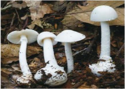 蘑菇|警惕！野生蘑菇风险高，勿采勿食勿买卖