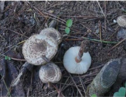 蘑菇|警惕！野生蘑菇风险高，勿采勿食勿买卖