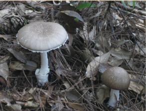 蘑菇|警惕！野生蘑菇风险高，勿采勿食勿买卖