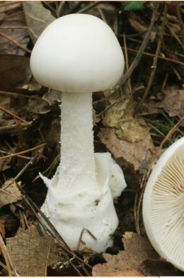 蘑菇|警惕！野生蘑菇风险高，勿采勿食勿买卖