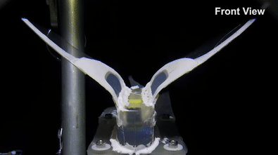 软体机器人|《自然》发布中国科研团队成果：软体机器人潜入世界海洋最深处