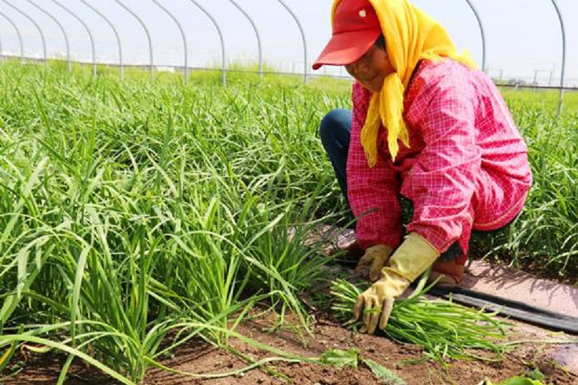 韭菜|种韭菜怎么收割好？抓住这6个方法，韭菜不生病还长得旺