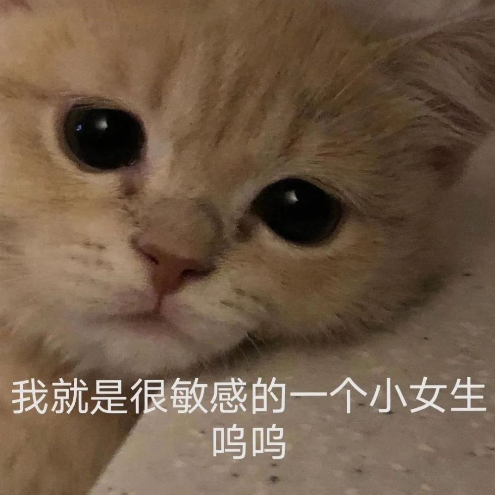 小猫咪表情包特辑